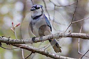 Close up of a Blue jay Cyanocitta cristata perched in a tree during spring.