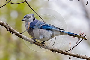 Close up of a Blue jay Cyanocitta cristata perched in a tree during spring.