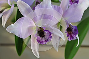 Close up of `Blue Lagoon` Orchid