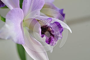 Close up of `Blue Lagoon` Orchid