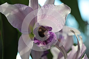 Close up of `Blue Lagoon` Orchid