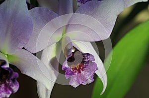 Close up of `Blue Lagoon` Orchid