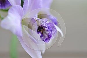 Close up of `Blue Lagoon` Orchid