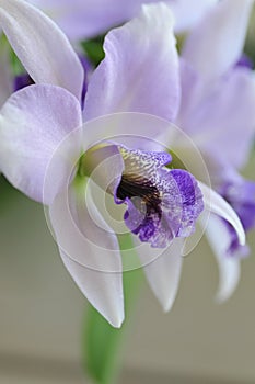 Close up of `Blue Lagoon` Orchid