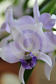 Close up of `Blue Lagoon` Orchid