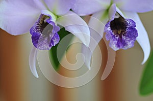 Close up of `Blue Lagoon` Orchid