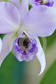 Close up of `Blue Lagoon` Orchid