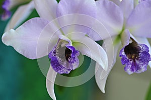Close up of `Blue Lagoon` Orchid