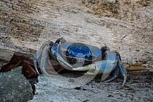 Close up on the blue land crabs in Colombia live in burrows, and eat primarily leaves and other vegetation.