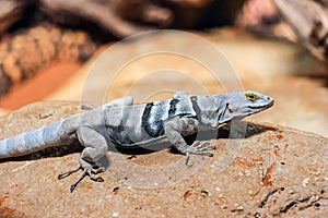 Close up of a blue lizard on rock