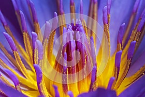 Close up blue lotus pollen