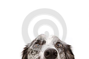 Close-up  blue merle border collie dog eyes. Isolated on white background