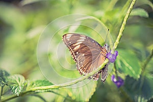 Close Up of Blue Moon Butterfly Feeding