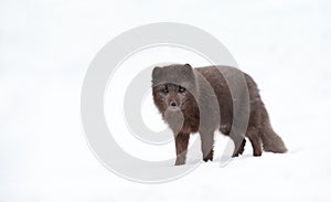 Close-up of a blue morph Arctic fox in winter