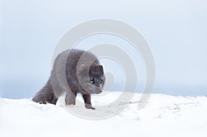 Close up of a Blue morph male arctic fox in winter