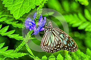 Vista ravvicinata di blu farfalla 