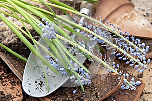 Close up blue muscari repotting, broken pot