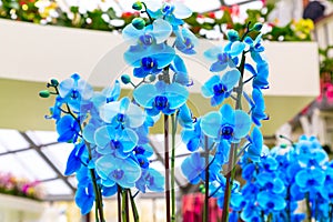 Close up blue orchid flowers background