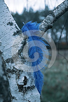 Lue ostrich feather hanging from birch tree