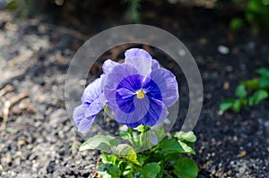 Close up of blue pansies growing in the garden