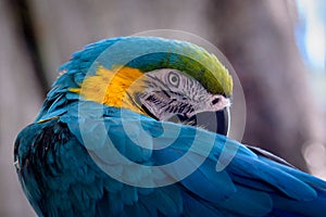 Close-Up Of a blue Parrot, with a focus on the eye