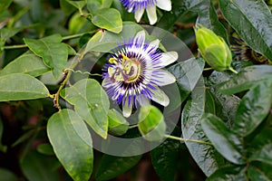 Close up of a blue passion flower, also called Passiflora caerulea or Blaue Passionsblume