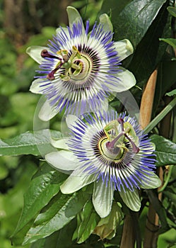 Close-up of blue passionflower flowers