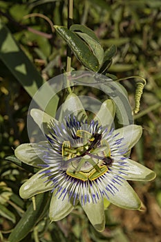 Close-up of blue passionflower flowers