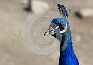 Close up Blue Peacock head