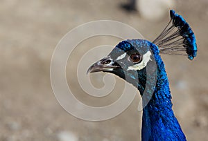 Close up Blue Peacock head