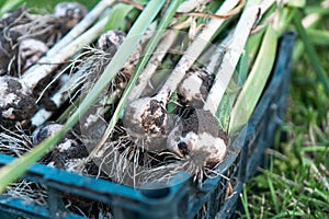 Close-up of blue plastic box full of fresh unwashed dirty heads of garlic with long green leaves with clumps of mud.