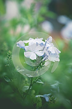 Blue Plumbaginaceae flowers in the garden. photo