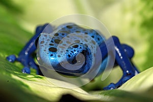 A close up of a blue poison dart frog on a leaf. photo