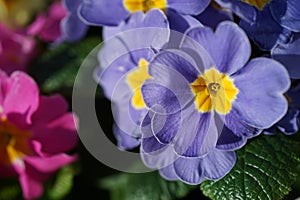 Close-up from a blue Primrose Primula Vulgaris