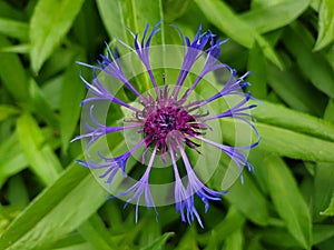 Close up of blue, purple cornflower or bachelor`s button flower with green background, Centaurea cyanus