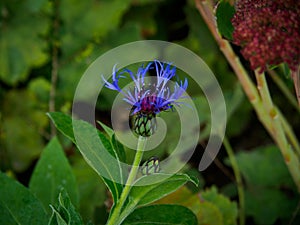 Close up blue-purple flower ofCentaurea Montana or Mountain Cornflower.