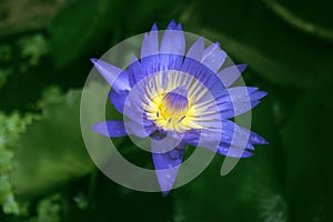 Close up blue purple lotus flower with water drop of rain on blur green lotus leave in background,filtered image,selective focus