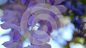 Close up Blue purple Wisteria flower in a garden.