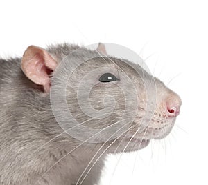 Close-up of Blue rat