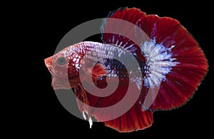 Close up of blue red Betta fish. Beautiful Siamese fighting fish, Betta splendens isolated on black background, Studio shot