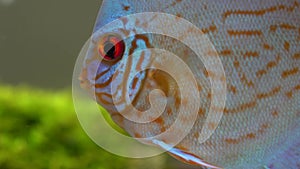 Close up of blue red discus fish in a freshwater aquarium on blury bubbles background, seen from side