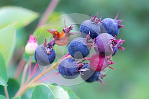 Close-up of blue and red shadberry on a branch with a blurred green background