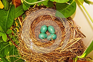 Close-up of Blue Robin Eggs in a Nest in a Tree