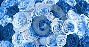 Close up blue roses background, blooming flower concept