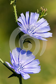 Close up of blue sailors blooming Cichorium intybus