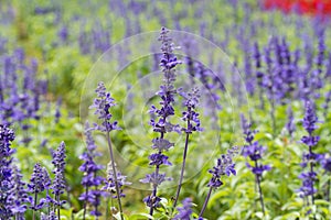 Close-up of blue Salvia flower (blue sage)