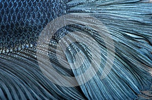 Close-up of Blue Siamese fighting fish, Betta Splendens