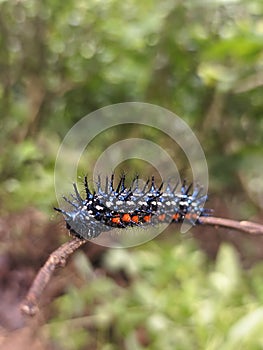 close up of a blue snake walking on a branch
