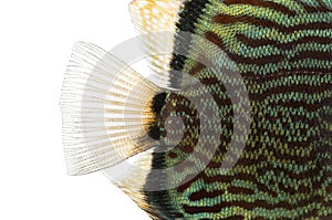 Close-up of a Blue snakeskin discus' caudal fin photo