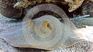 Close-up blue spotted stingray on the seabed in the Red Sea, Eilat, Istael